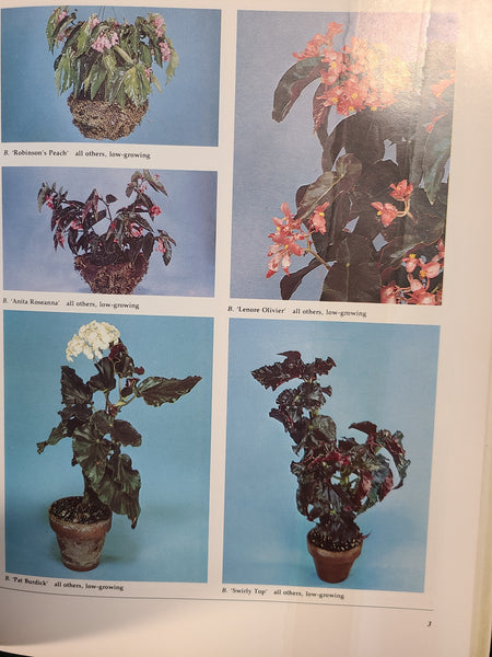 Begonias : The Complete Reference Guide