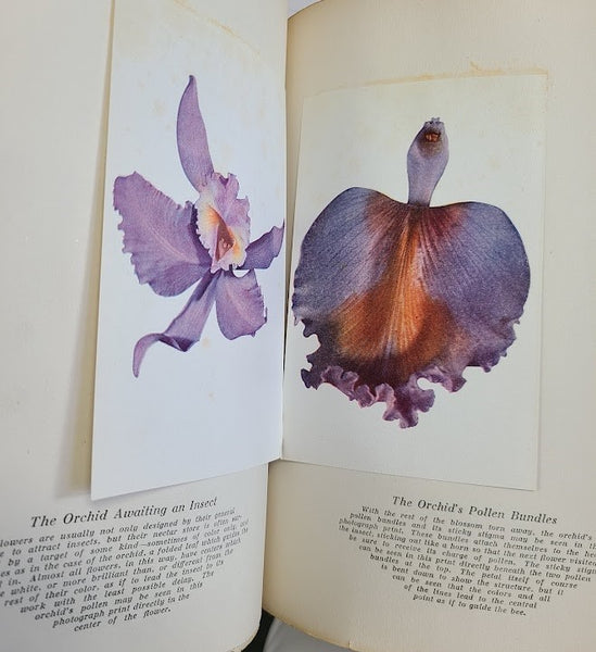 LUTHER BURBANK HIS METHODS AND DISCOVERIES THEIR PRACTICAL APPLICATION 12 VOLUMES