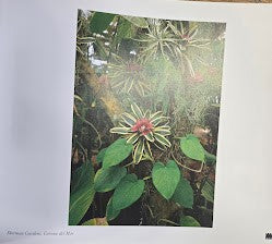 PERSPECTIVES ON BEAUTY: SOUTHERN CALIFORNIA (THE TOWERS PERRIN ) COLLECTION)